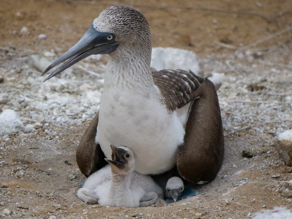 Süd- & Nordamerika 07-2017