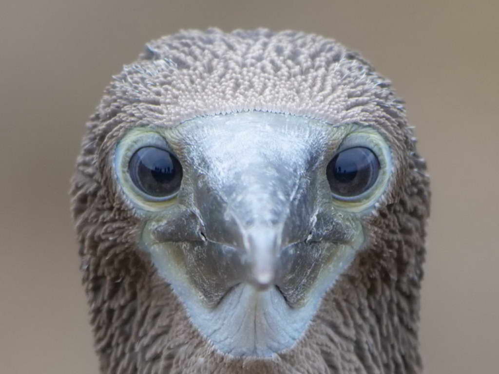 Süd- & Nordamerika 07-2017